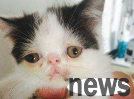 Teach you how to deal with cat nose sperm!