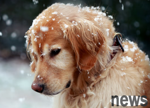 Dog surgery skills—Classification and clinical application of drainage!
