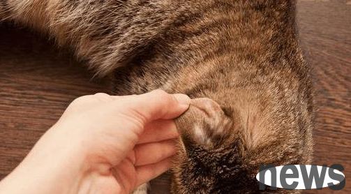Then treat food allergies as ringworm, beware of the cat s baldness!