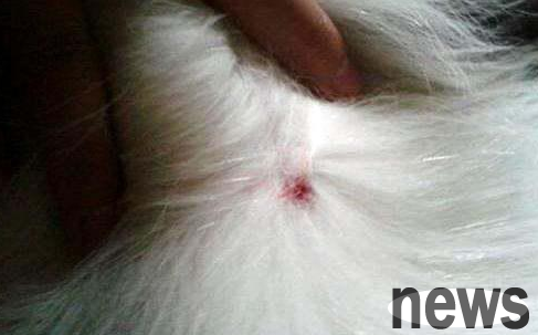How to treat fungal skin diseases in dogs?