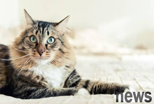 Kidney failure is the biggest killer for those cats who have not yet died!