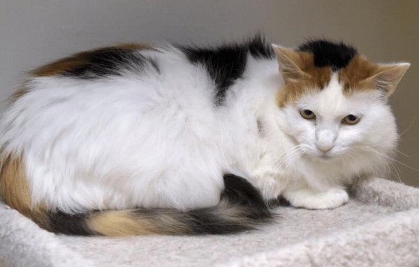 Do you know these manifestations of cat aging?