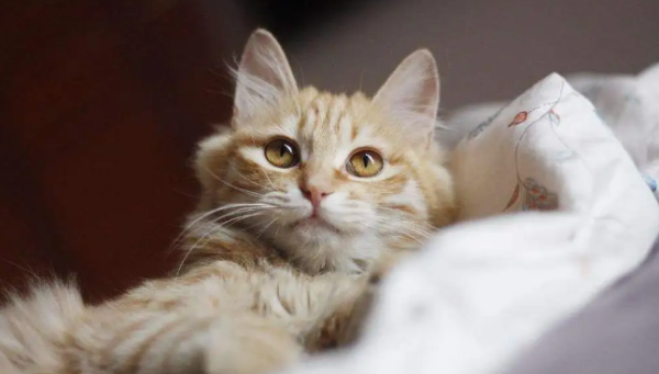 How much do you know about human-cat comorbid diseases? How many diseases do you know about human and cat cohabitation
