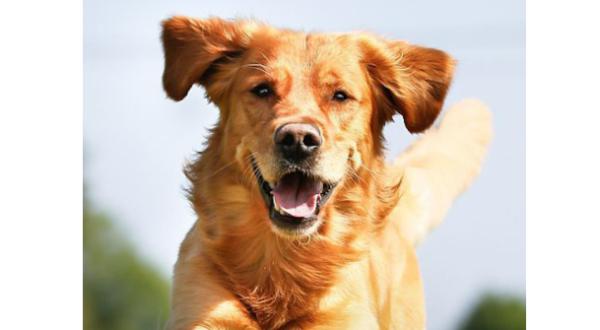 Look at the classification and detailed analysis of dog urinary stones