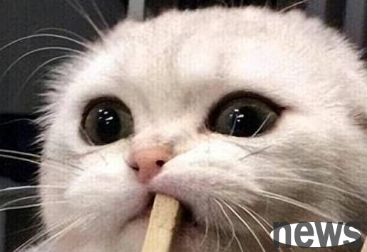 Cats cannot eat these 5 types of 