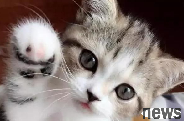 What are the most common diseases among cats?