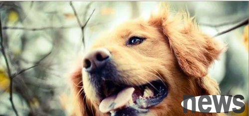 How to care for breastfeeding and dogs and pregnant