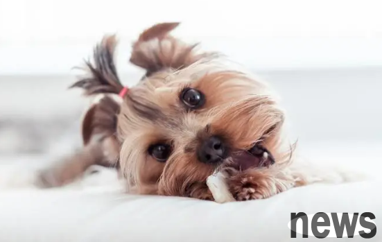How long does a dog die if it is difficult to give birth? Look at this