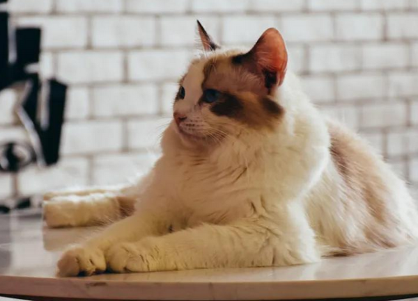 Today’s highlight: Will raising cats in the long term indoors have any impact on the human body?