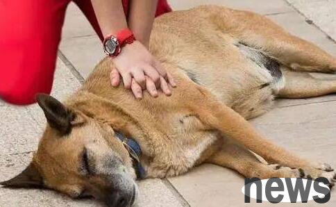 How to rescue a dog who was accidentally poisoned?