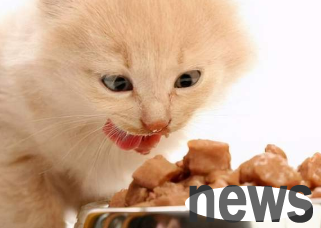 How much chicken breast can cats eat every day