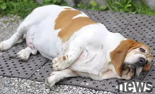 What to do if a dog is obese?