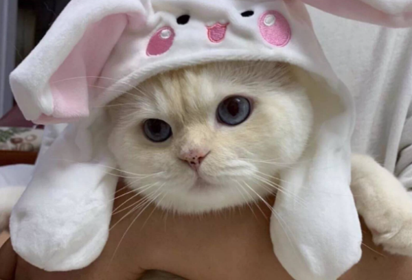What should I do if my cat s eyes are like pus?