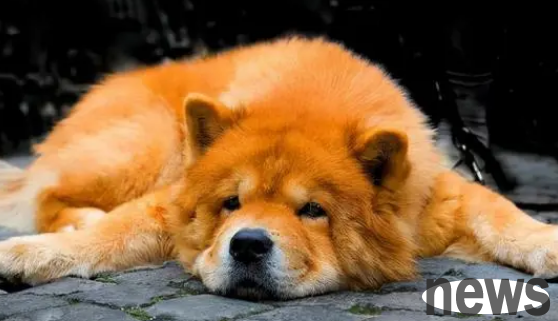 What s wrong with dog vomiting? What to do if a dog vomits?