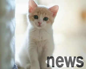 What is the reason why cats spit yellow foam? Have you understood it?