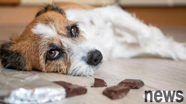 Why can t you give your dog chocolate? Why is chocolate poisonous to dogs