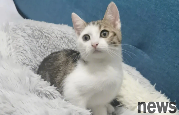 Why does the Sanhuaku cat have no fertility? Look here