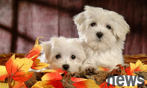Dog homemade snacks: yogurt cheese making