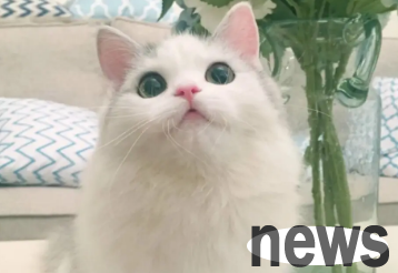 Why do cats always bite their owner s shoes? You can learn about it here ~
