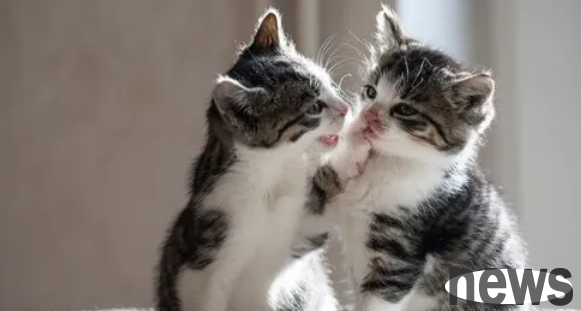 I will tell you what happened to the female cat having two egg-like things?