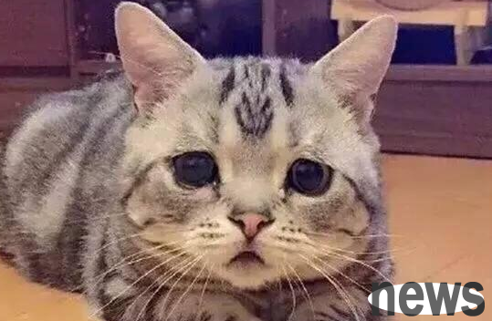 Is it caused by emotions or eye diseases when cats and dogs cry?