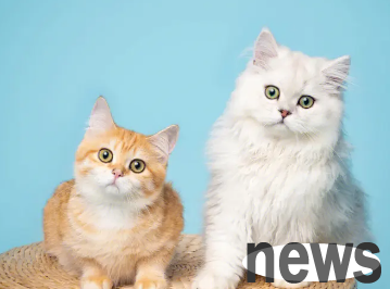Can two female cats be kept together? Come and find out