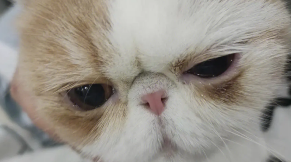 Why do flat-faced cats have tears? It is best for the owner to pay attention in advance.
