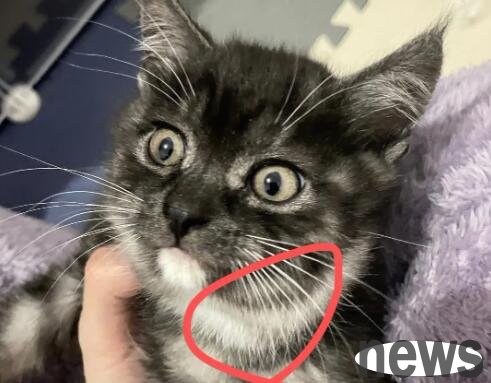 The cat s neck feels like a tumor, what is that?