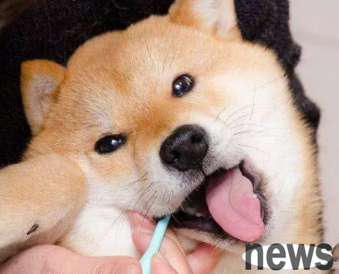 The dog s teeth are all removed, how can I eat?
