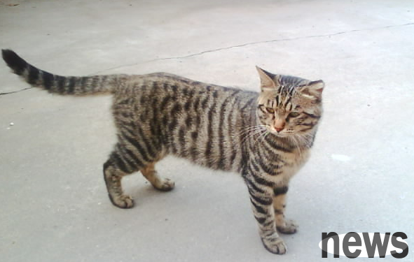 Why are local cats so difficult to raise? There are three reasons