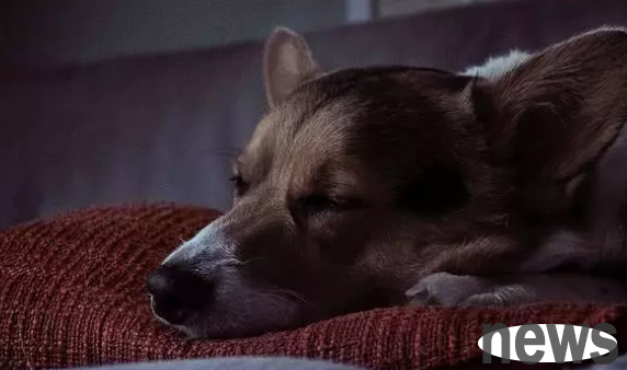 Why do puppies fall asleep in broad daylight and sleep for a long time?
