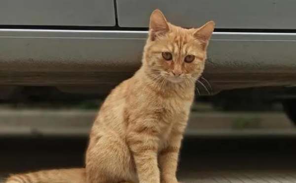 Why is orange cat so popular? Come here to get it