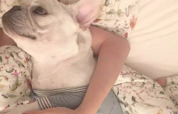 For a dog who gives you this kind of behavior, it means that it has long felt that it was the baby you gave birth to