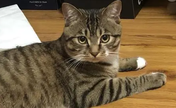 Why do tabby cats love to bite people? Come here to have a look~