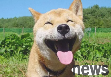Research explains the benefits of using positive reinforcement methods to train pet dogs