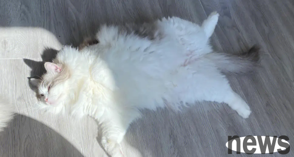 What happens if a cat doesn’t bask in the sun? The owner needs to know