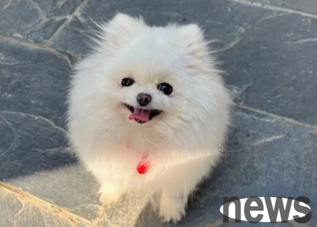Netizens have been busy with words and have no time to play with Bomei~