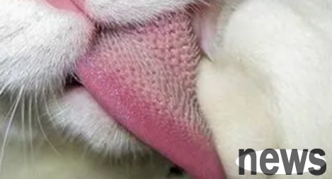 How long is the cat s tongue? Has the shoveler measured it?