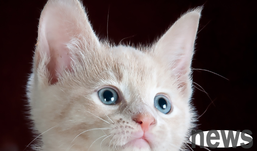 Will cats jump out of windows? Will pet cats jump out of windows? Come and find out