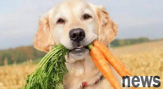 Do you know all about dogs and vegetables and fruits?