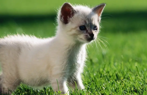 Tell you why kittens are breathing very quickly when they sleep