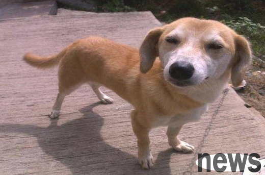There are 5 types of puppies that are suitable for most people to raise. Let’s see if your family has them?