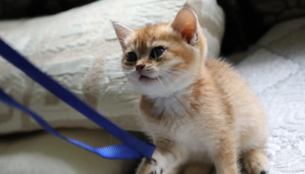 Want to know how many days a kitten can leave by himself when he opens his eyes? Why not come here to learn more ~