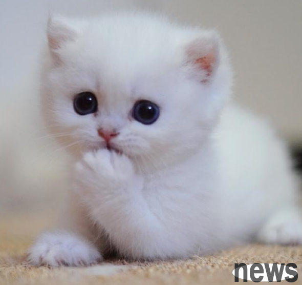 You need to know when raising cats: Are mosquito coils harmful to cats?