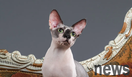 How to raise a sphinx cat is more reliable?