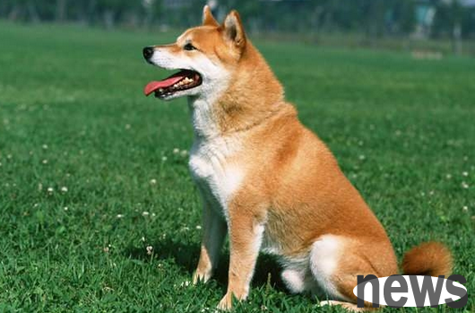 Why do dogs shed tears? The most common reasons!