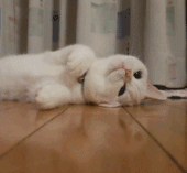 Do cats really love shoveling poop owners? These moments say it all!
