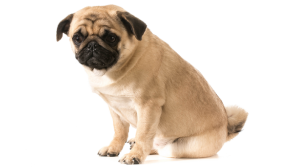What is the reason why the dog s hair is almost gone? What s going on?