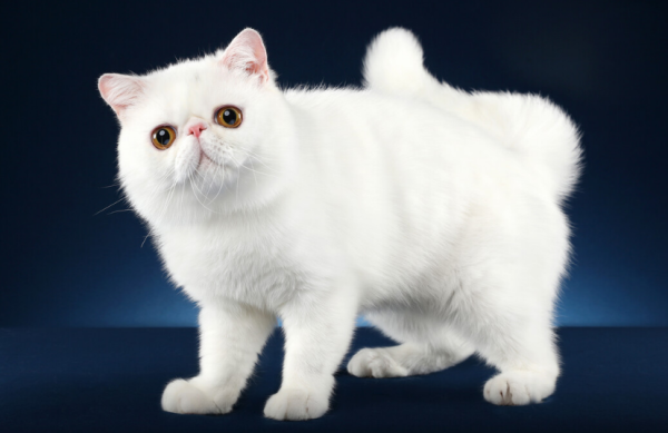 Short nose pet family regular | Share of universal nose drops for cats and dogs