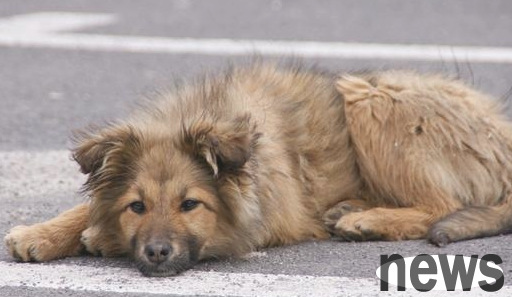 If a dog feels insecure, it will have the following performance!